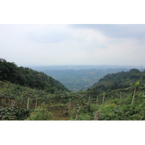 雅安丰果源种植园林介绍