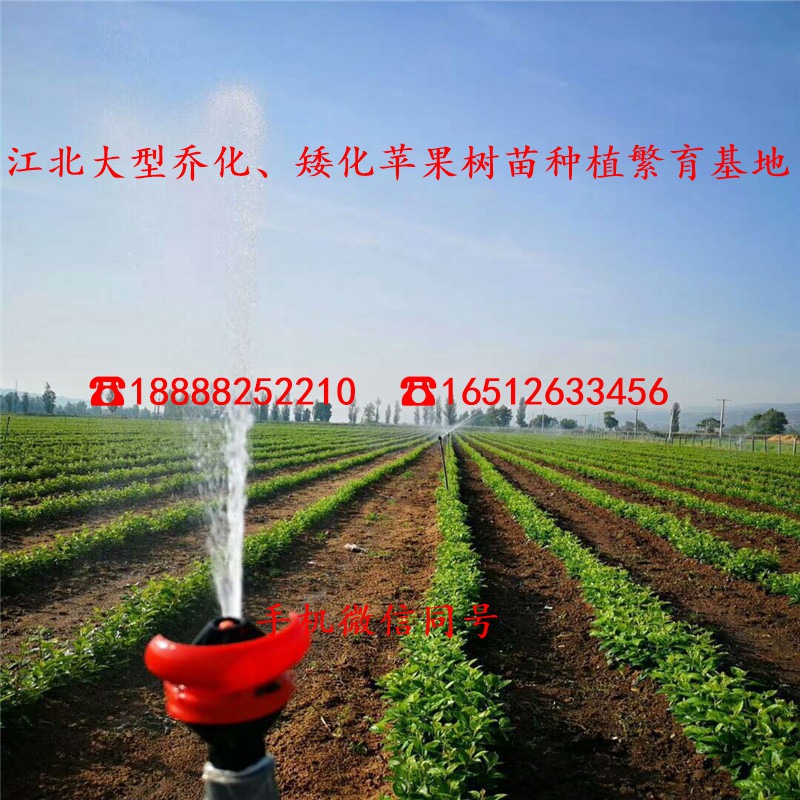 秦蜜苹果苗价格列表、三年生秦蜜苹果苗市场报价