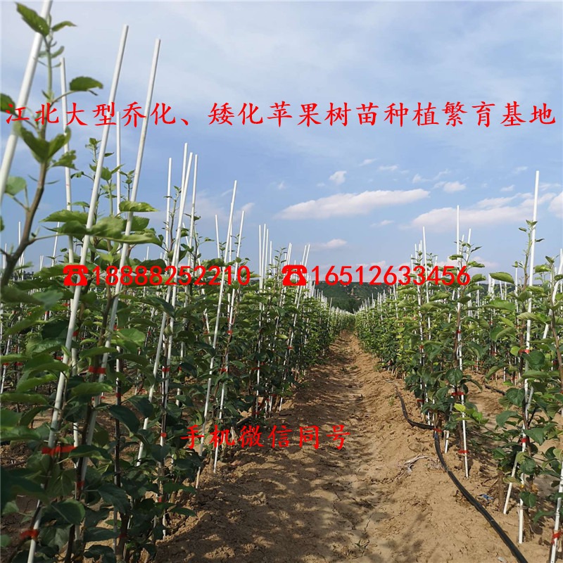 黑千寿苹果苗、二年黑千寿苹果苗、黑千寿苹果苗价格