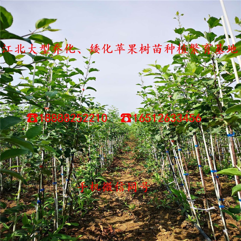 黑千寿苹果苗、二年黑千寿苹果苗、黑千寿苹果苗价格