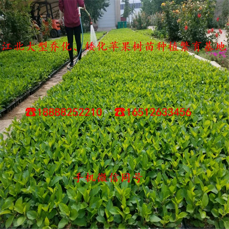 黑千寿苹果苗、二年黑千寿苹果苗、黑千寿苹果苗价格